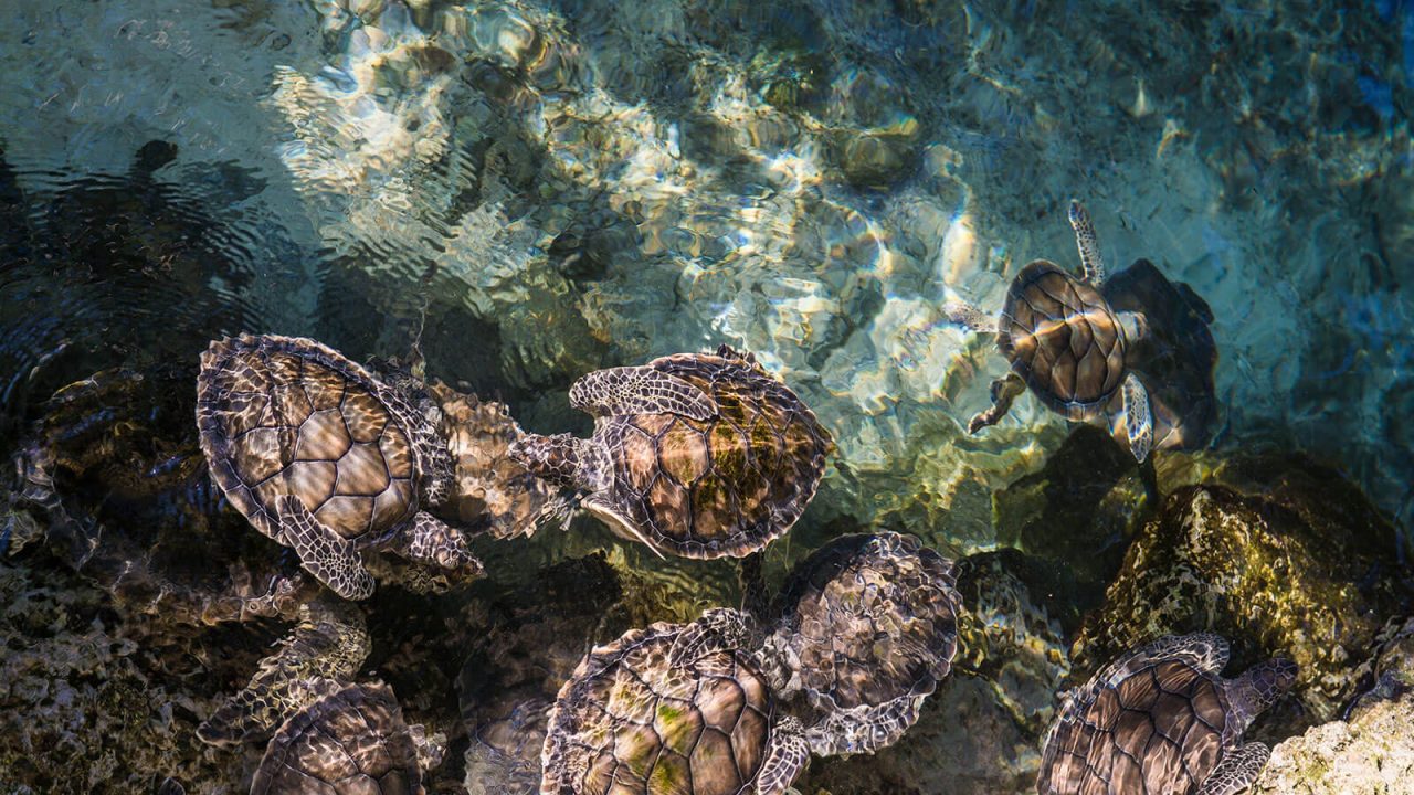 Turtles Encounter